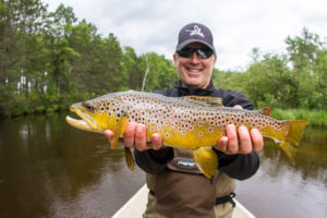 brown trout picture
