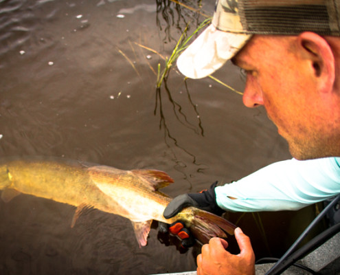 muskie release