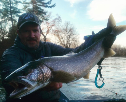 lake trout