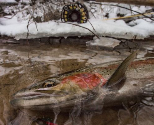 winter steelhead