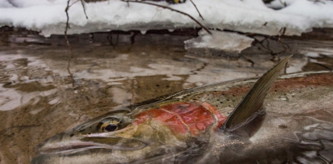 Winter Steelhead