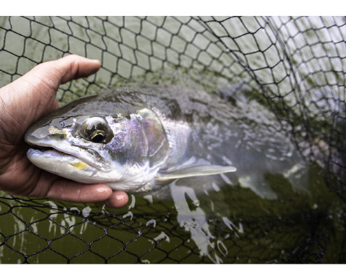 February steelhead fishing