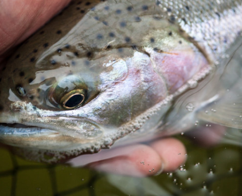 spring steelhead