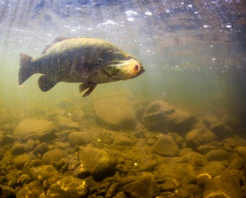 smallmouth bass