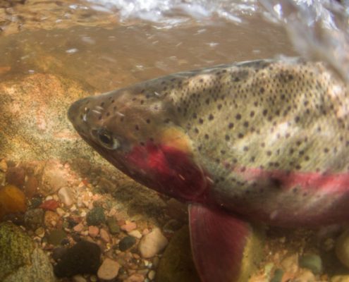 Life Cycle Midwest Steelhead