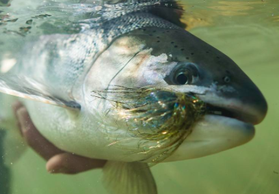 underwater steelhead photo