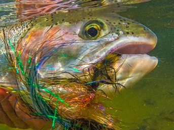 muskegon river steelhead