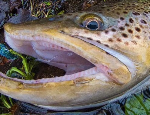 muskegon river brown trout