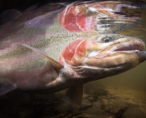 underwater winter steelhead