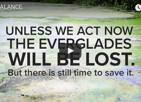 save the everglades