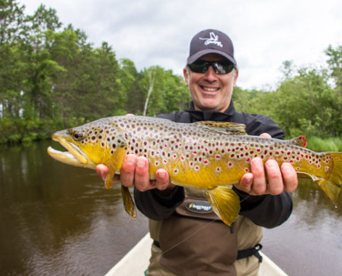 brown trout picture