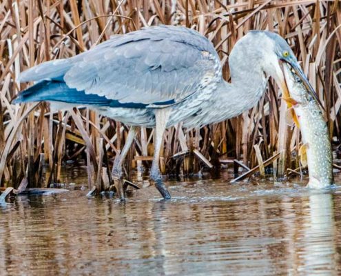 Great Blue Heron