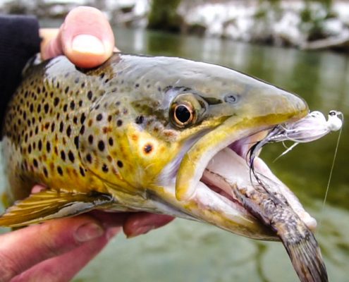 Brown Trout below Tippy