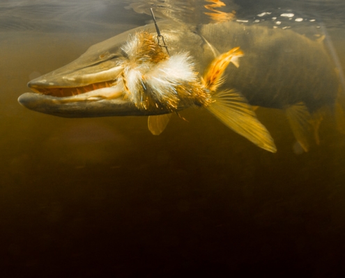 Muskie on the Fly