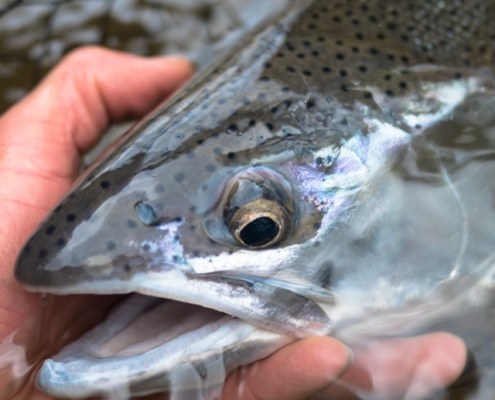 Fall Steelhead Manistee River