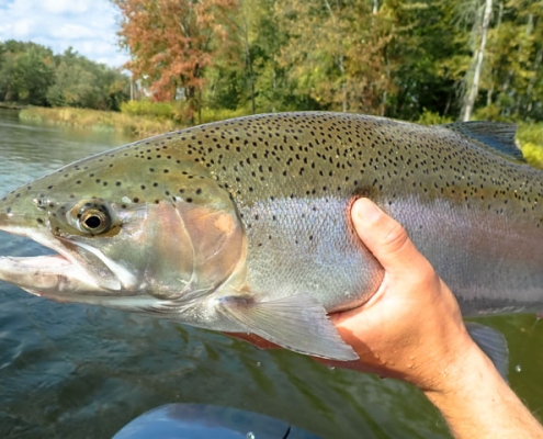 Michigan Fall Steelhead