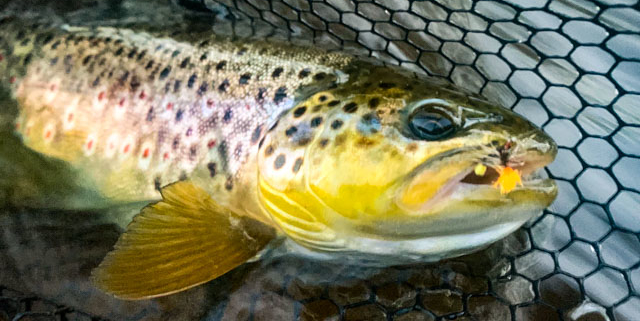 Trout Report