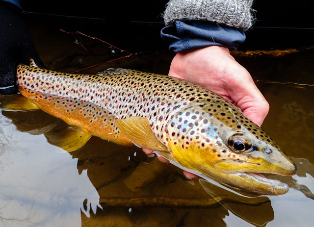 Upper Manistee River Trout Fishing - Northern Michigan Guide Service