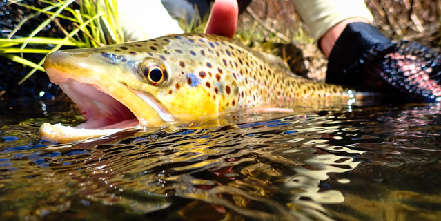 Upper Manistee River Trout Fishing - Northern Michigan Guide Service