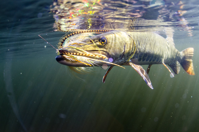 Muskie on the Fly Archives - Northern Michigan, Guide Service