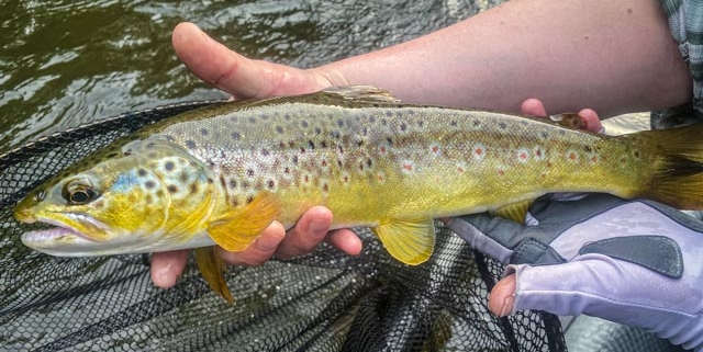 Upper Manistee River Trout Fishing | Northern Michigan Guide Service