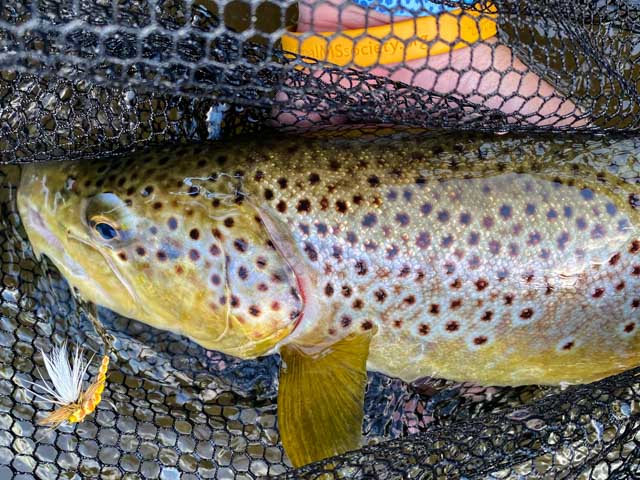 Upper Manistee River Trout Fishing | Northern Michigan Guide Service