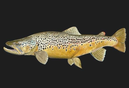 Brown Trout Image