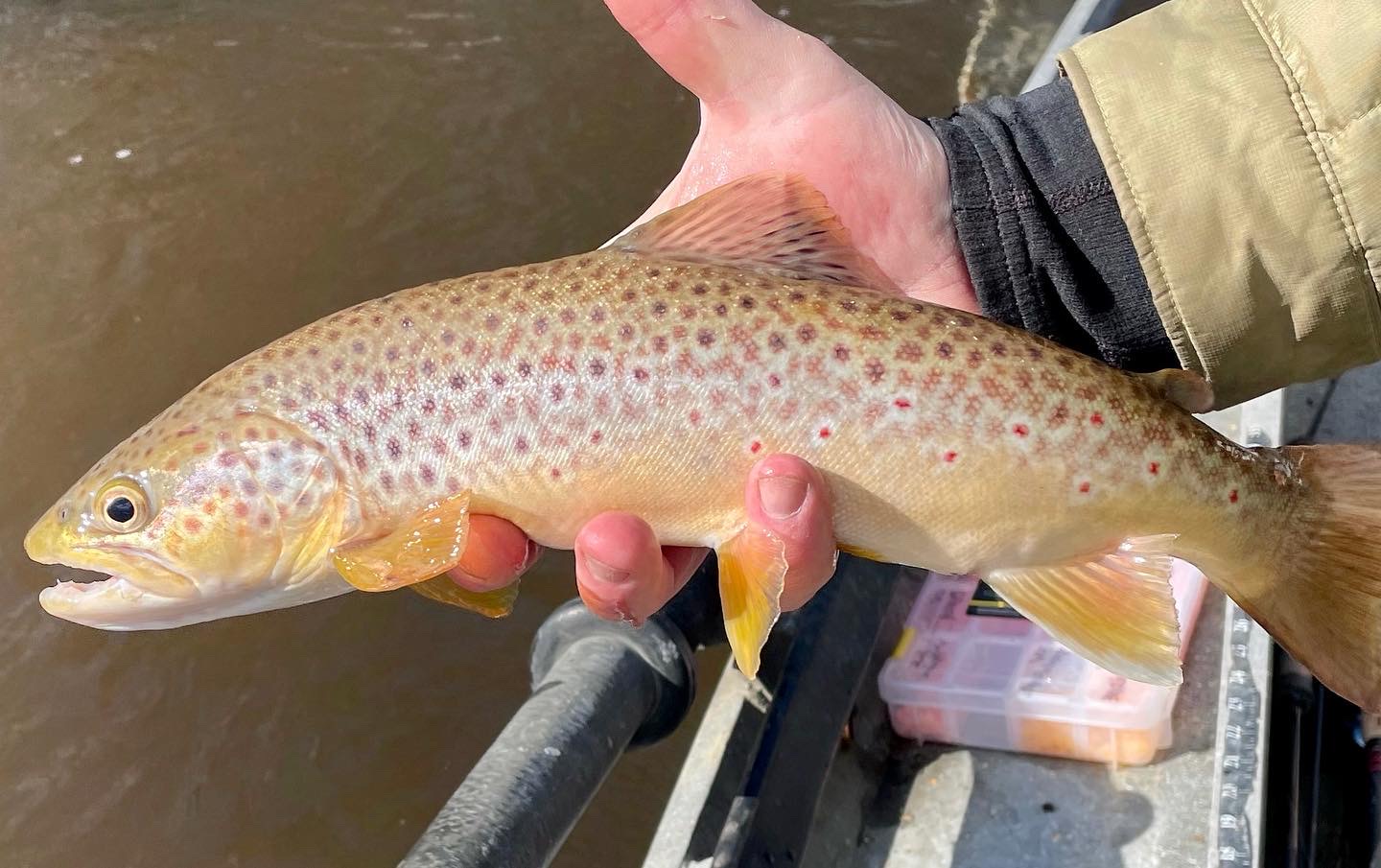 Pere Marquette Trout Fishing