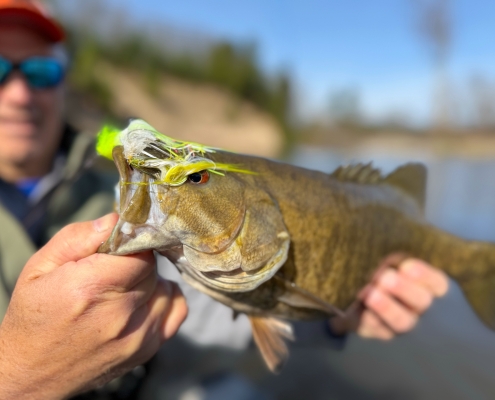 Northern Michigan Smallmouth Bass
