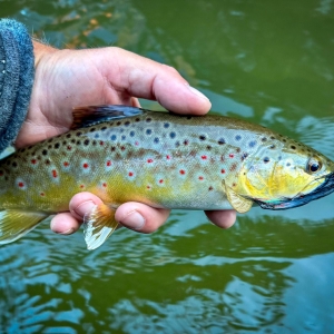 Upper Manistee Trout Fishing