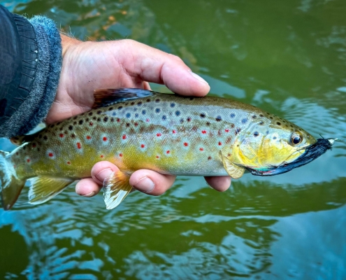 Upper Manistee Trout Fishing