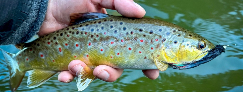 Upper Manistee Trout Fishing