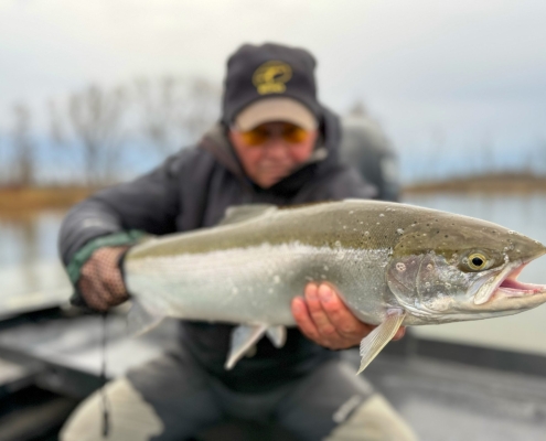 Manistee River Steelhead Report