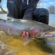 Manistee River Steelhead Report