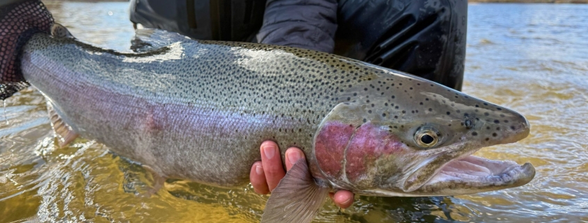 Manistee River Steelhead Report