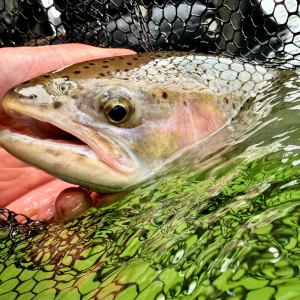 Manistee River Steelhead Report