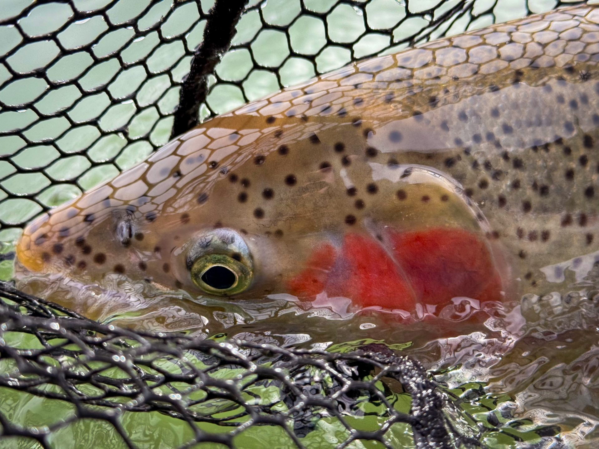 Manistee River Steelhead Report