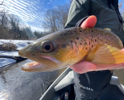 Pere Marquette Trout Fishing