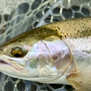 Manistee River Steelhead Report