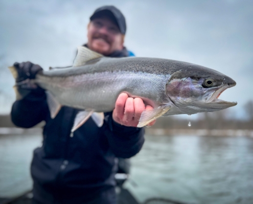 Manistee River Steelhead Report