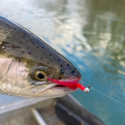 Manistee River Steelhead Report