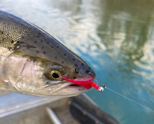 Manistee River Steelhead Report