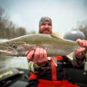 Manistee River Steelhead Report