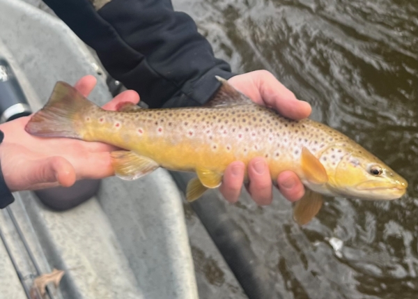 Pere Marquette Trout Fishing