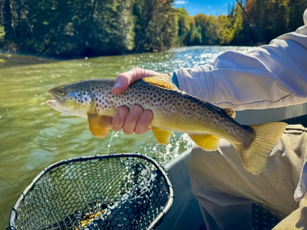 Upper Manistee River trout fishing report