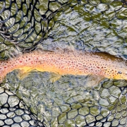 Upper Manistee River trout fishing report