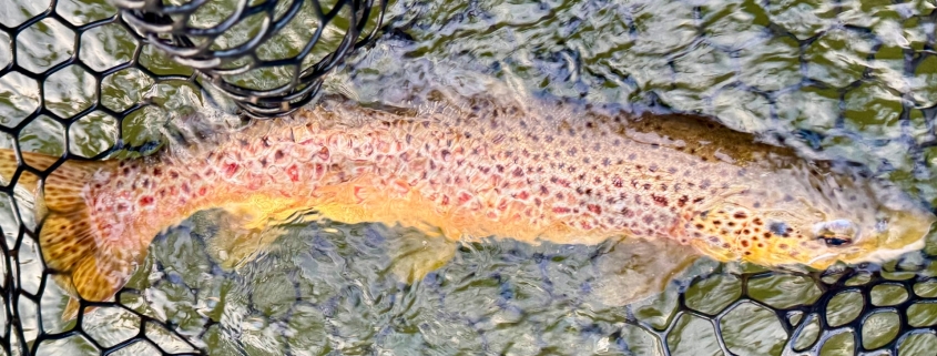 Upper Manistee River trout fishing report