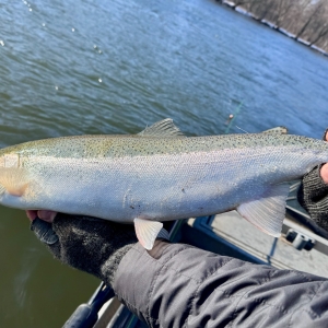 Manistee River Steelhead Report