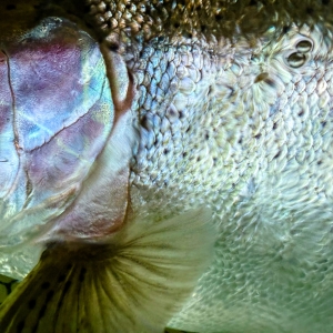 Manistee River Steelhead Report