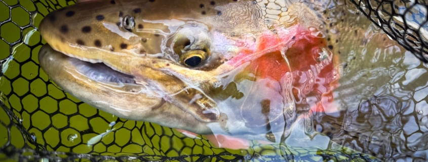 Manistee River Steelhead Report